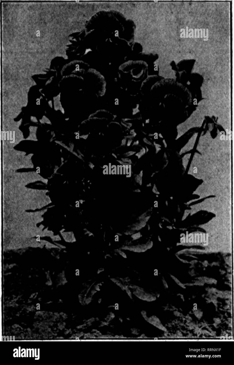 . Floristen Review [microform]. Blumenzucht. Juni 24, 1916. Die Floristen^ Review 63. 20 FRINOESS-Tbe Neue Upriarht Stiefmütterchen Diese Sorte ist völlig verschieden von allen anderen. Es ist absolut kompakt, aufrecht wachsend, und extrem witterungsbeständig und dauerhaft viele Stürme ohne Beschädigungen an der Blume. Die Blüten sind meist gestromt und Rüschen Lilie das Meisterwerk, der guten Form und schwere samtige Textur, auf schweren stammt weit über dem Laub durchgeführt. Von der Brillanz der Farben - Zugkraft. 600 Samen 20 o; 1000 Samen 86 o: % oz. $ 1,00; Vt oz. $ 2,00; 1 Ochsen. 17.50. 24-Kenllworth zeigen - ein feiner Zug. 3. Stockfoto