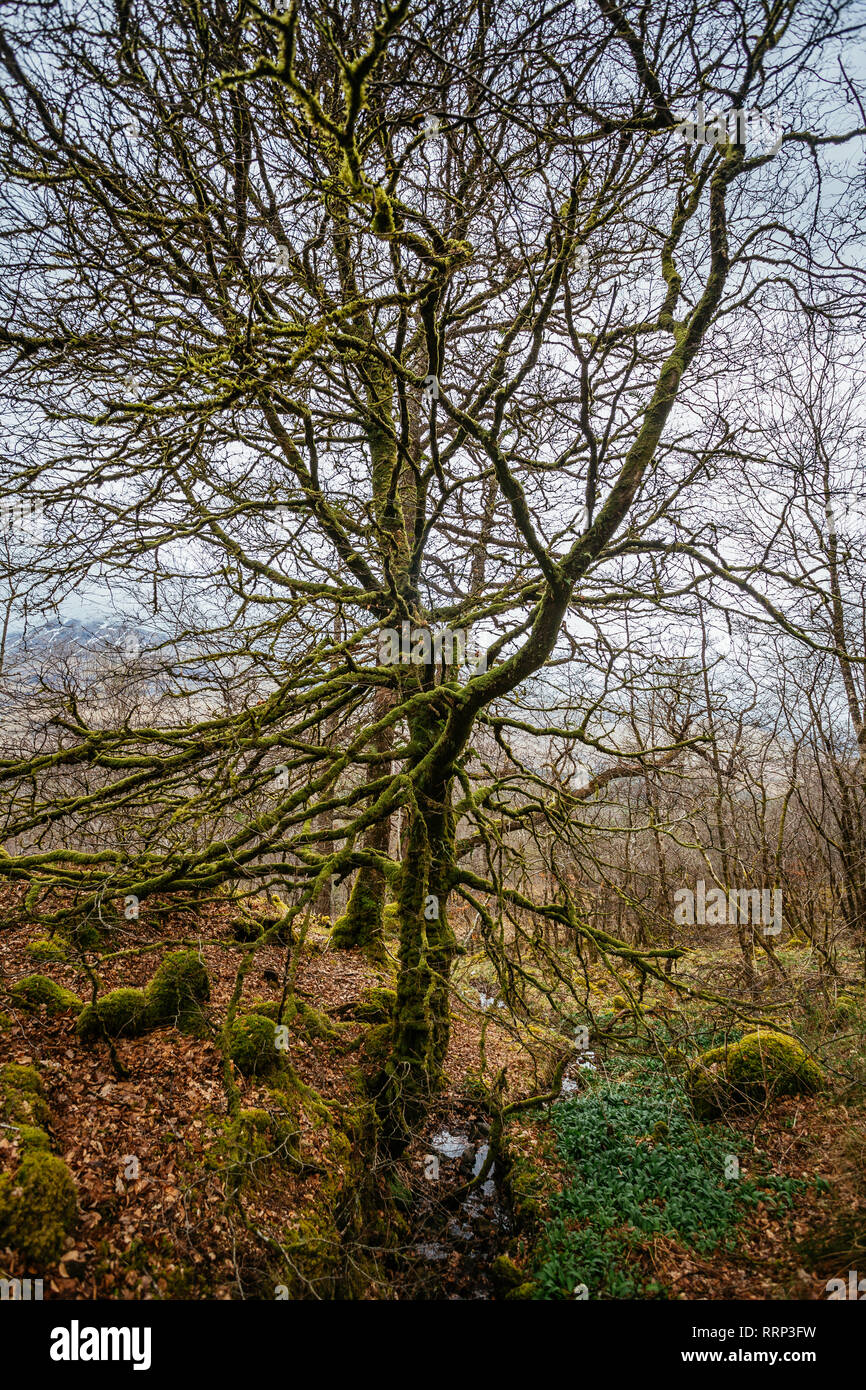 Glen Creran Woodland Schottland Stockfoto