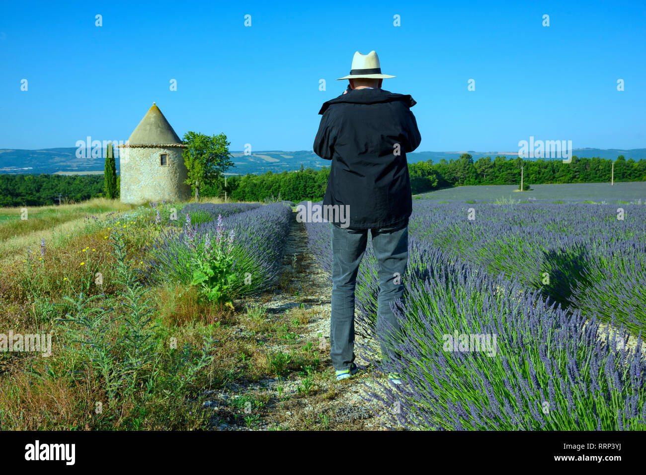 Europa, Europäische, Frankreich, Provence-Alpes-Côte d'Azur, Provence, südlichen, Mann im lavendelfeld Stockfoto