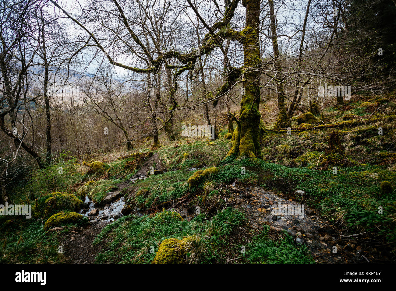 Glen Creran Woodland Schottland Stockfoto