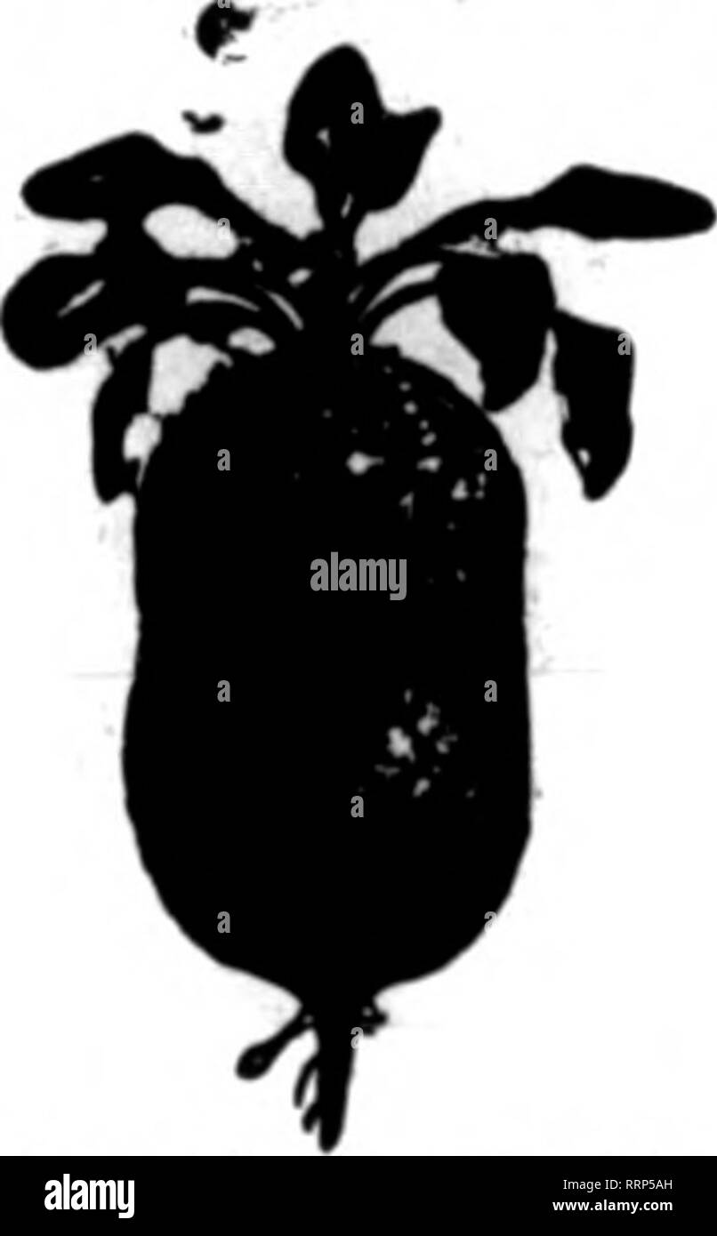 . Floristen Review [microform]. Blumenzucht. Eine SOXTTH DAKOTA SEEDSMAN. Obwohl O. S. Jones, Präsident der 0. S. Jones Seed Co., der von seinem Schreibtisch in dem nebenstehenden Bild sieht, hat eine nach Süden Dakotan, seit er seinen Samen Geschäft begann, die er in Sioux Falls wurde, seinen derzeitigen 0.3. JONES PRÄSIDENT 0.3. JONES SAMEN G' - THK - TKADK nrilDY linrr Quedunburg, Deutschland IlLllll ich IIIL I I LF (EstabllshMl 1784) ???????^^i^M* QROWm und EXPORTKR auf der voiy lar "Mt acalo von aM WAHL Gemüse, Blumen und Samen SPKCIALTIKSi Boaas, Rüben, Cabbases, Kohl-Rab Catrota, ICH, Lauch, Lettn Stockfoto