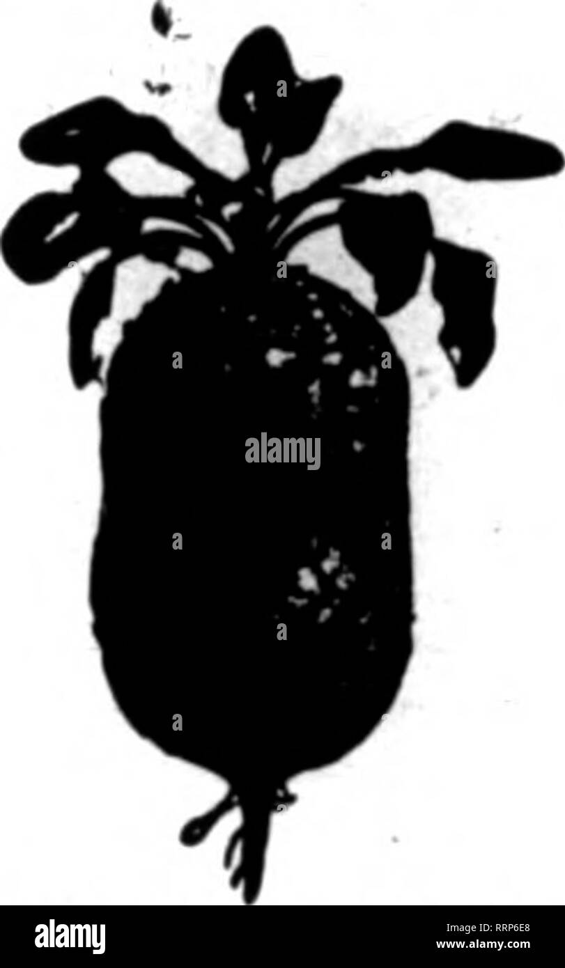 . Floristen Review [microform]. Blumenzucht. Apropos Vögel haben wir uns oft gefragt, wie die Biene Catcher das heiße Ende seiner Beute griffen. Wir haben viele Male diese scharfen Augen Vogel würdevoll von Tree Top gleiten und Einrasten der busy bee in der Luft wieder in den gleichen Barsch beobachtet und ein Frohes Fest. Wir kamen zu dem Schluss, dass es sein Geschäft war. Einige Leute haben sich gefragt, wie wir eine Snap-Drache, der so viel mehr Blüten als die alten Arten dieser Pflanze geben würde produzieren könnte. Aber das ist unser Geschäft, und so lange, wie es ist unser Geschäft - unsere Haupttätigkeit - Sie müssen sich keine Sorgen machen. Wir Stockfoto