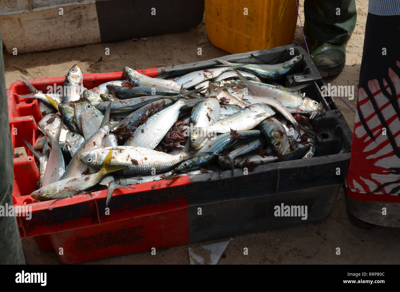 Frisch Sardinellen, eine Heftklammer traditionelle Speisen und eine wichtige Quelle von Proteinen im Mai westafrikanischen Ländern gelandet Stockfoto