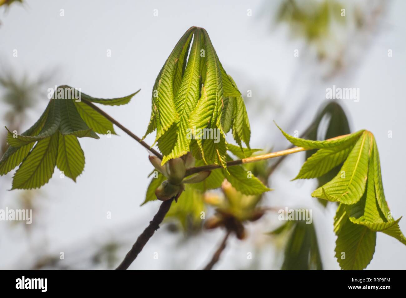 Bild von Frühjahr blühenden Kastanienbaum, trockene Äste mit Knospen