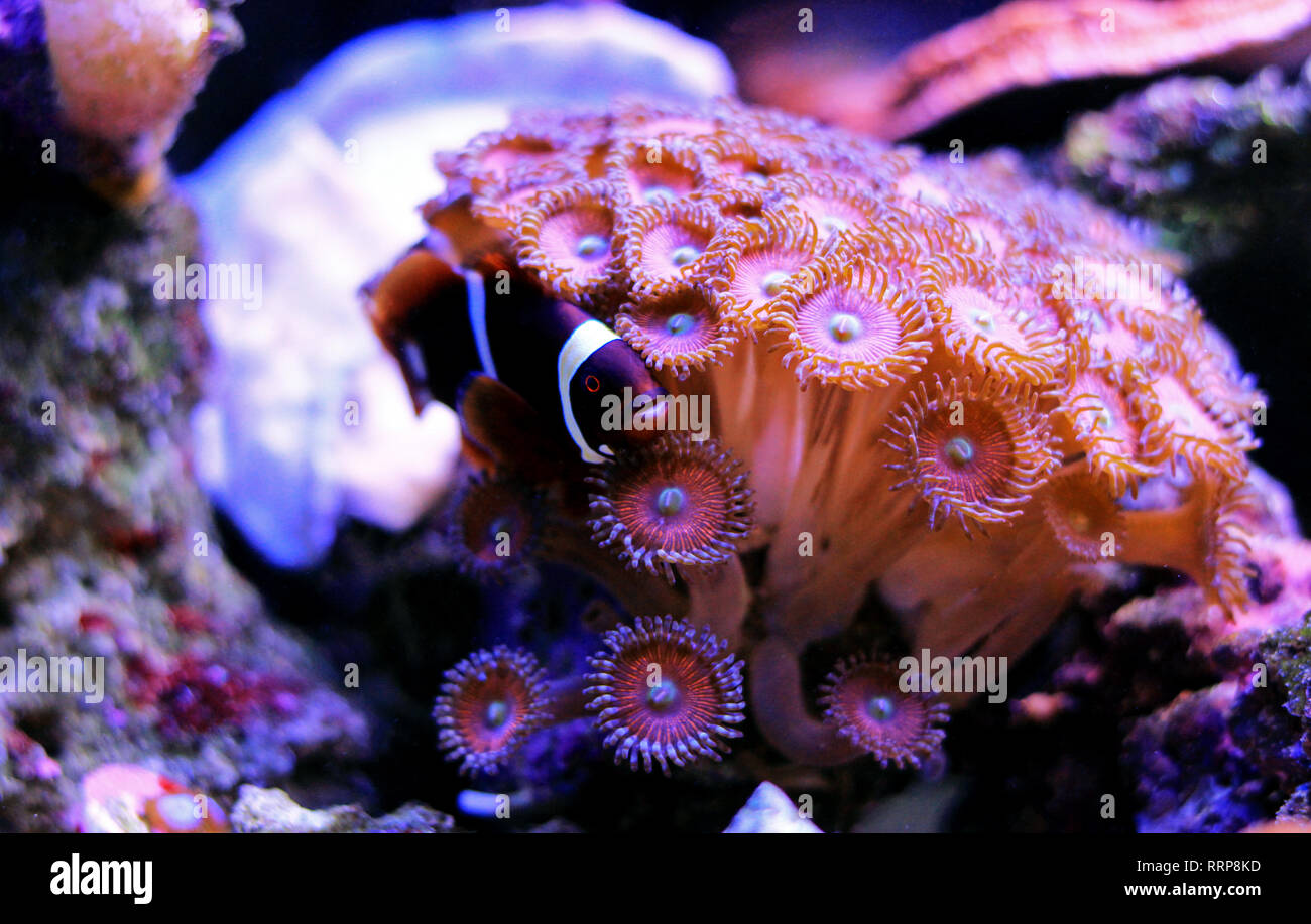 Golden flake Maroon Clownfish - Premnas biaculeatus (Jugendlicher) Stockfoto