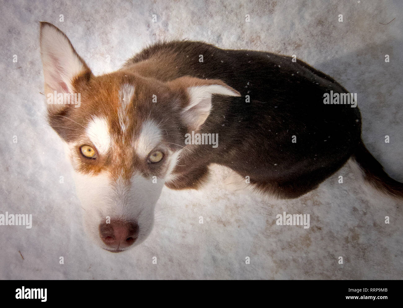 Bilder aus um Fairbanks und die Chena Hot Springs Stockfoto