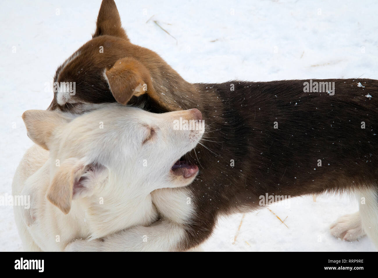 Bilder aus um Fairbanks und die Chena Hot Springs Stockfoto