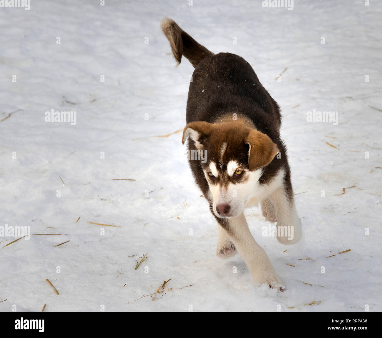 Bilder aus um Fairbanks und die Chena Hot Springs Stockfoto