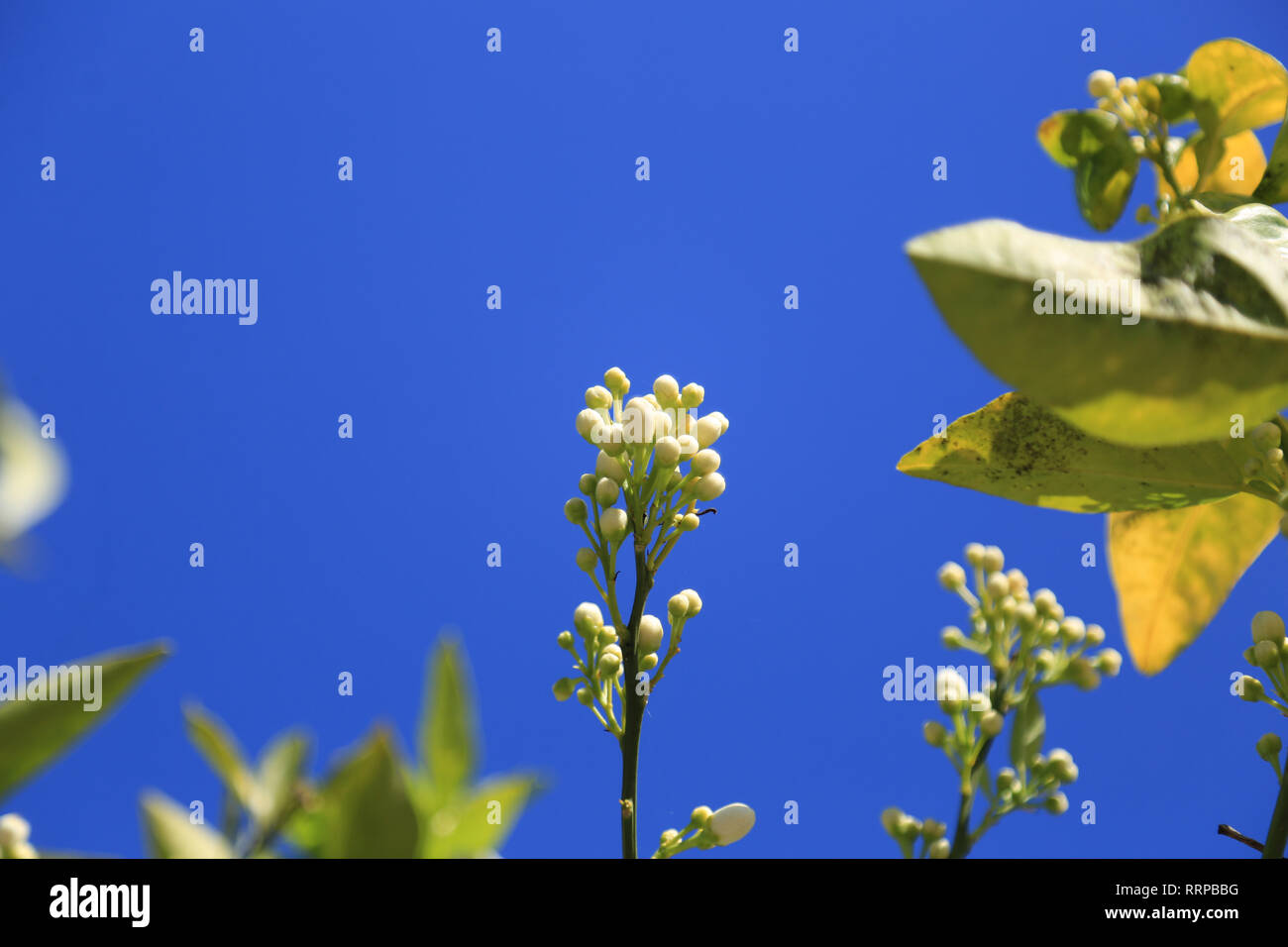 Orange Grove, Costa de la Luz, Andalusien, Spanien Stockfoto