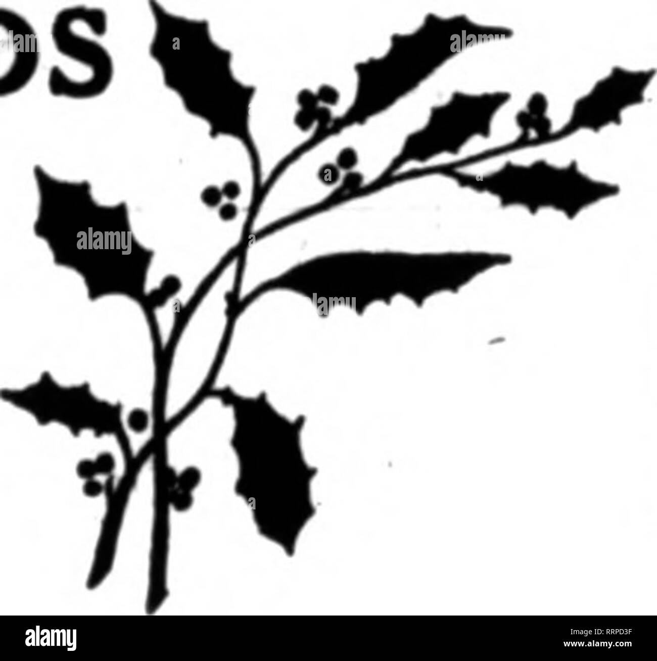 . Floristen Review [microform]. Blumenzucht. Erwähnen Sie die Rerlew wenn Yon schreiben. g Budlong E Blue Ribbon Tal erwähnen die Rerlew wenn Yoo wtita. Die Sitzung, Herr Gude ein Im-promptu Empfang statt. Einer der führenden Veranstaltungen des Meeres - Sohn, der American Football Club Abendessen, 11. November wurde im Willard Hotel, wo die zwei große Ballsäle stattlich von J.H.Klein&Amp eingerichtet wurden abgehalten; Söhne. Der kleinere der beiden Zimmern war für den Empfang genutzt. Dies wurde mit Palmen, Amer ican-Schönheiten, andere Rosen und Hunderten von großen Chrysanthemen geschmückt. Der Eingang zu den grösseren Ballsaal Stockfoto