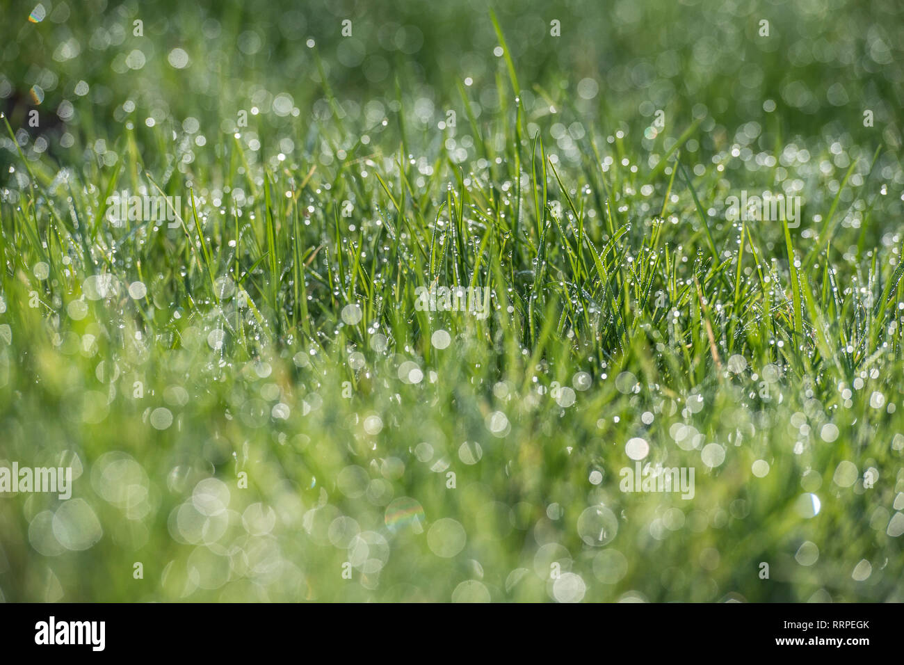 Tau auf Gras Stockfoto