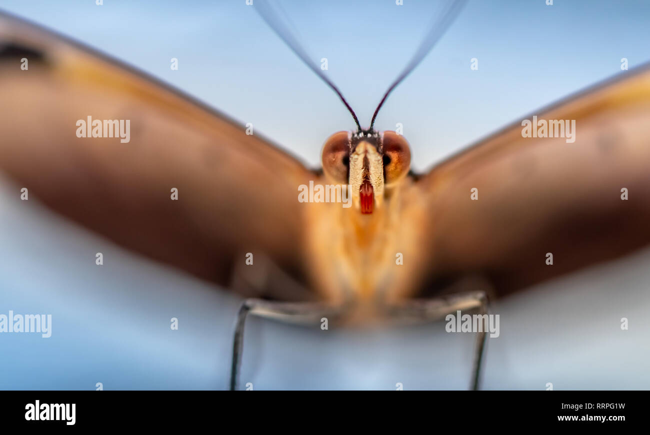 Schmetterling Augen starrte sie, Makro Detail Insekt Hintergrund mit Copyspace Stockfoto