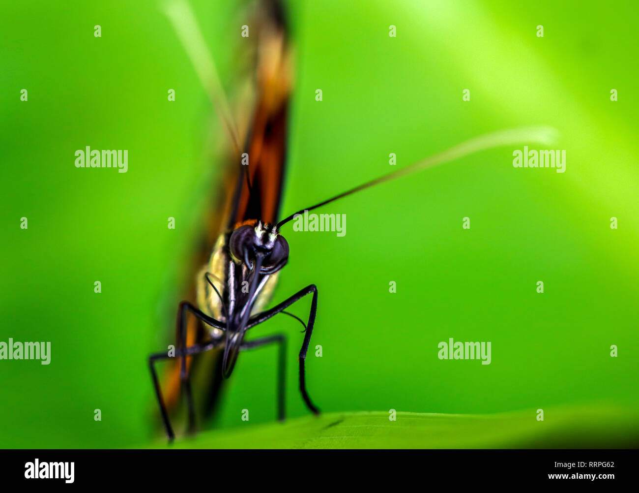 Tropic Schmetterling blickt voraus Verbindung Auge insekt Nahaufnahme mit grünem Hintergrund und kopieren Raum Stockfoto