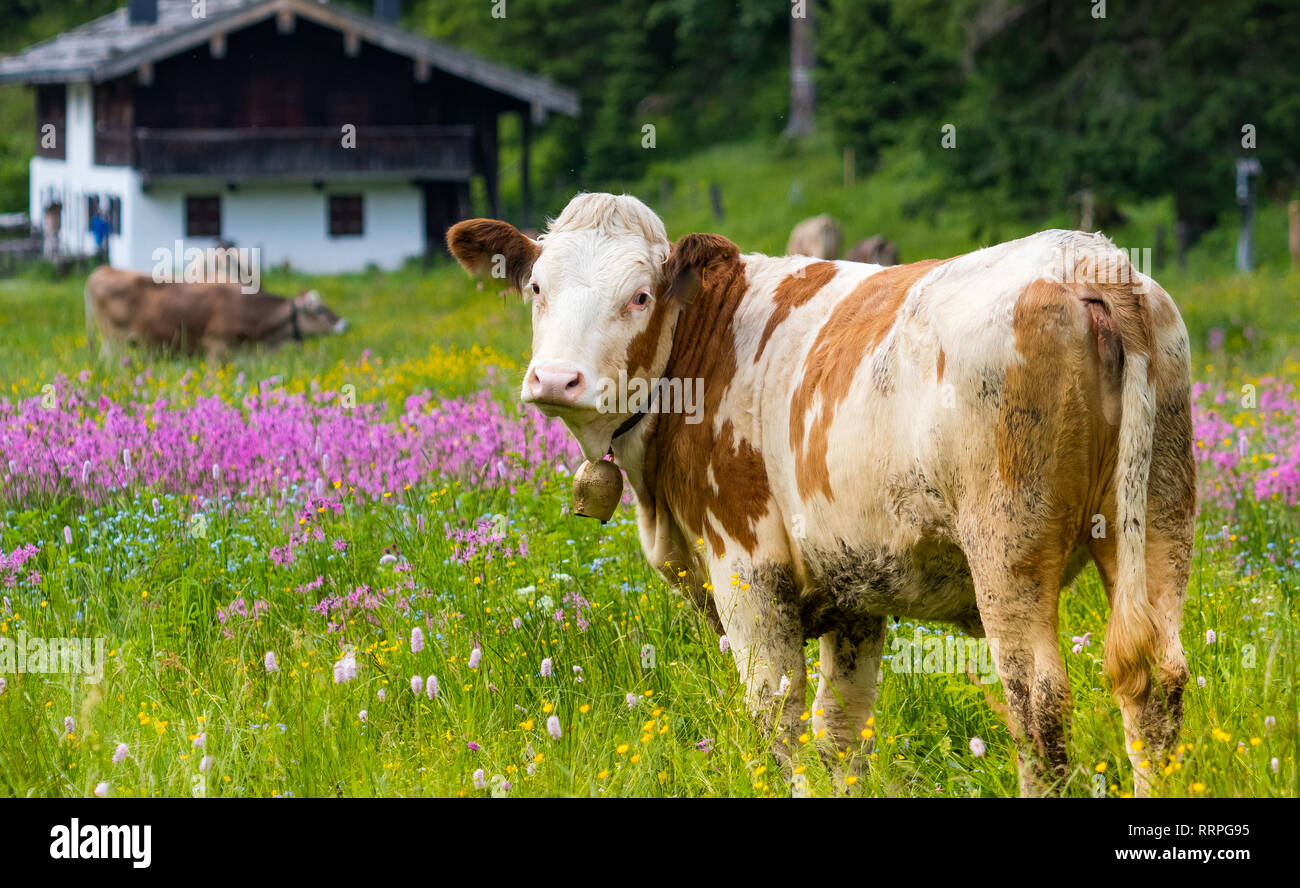 Happy Cow in bunte Blume fiield am Berg Alp Stockfoto