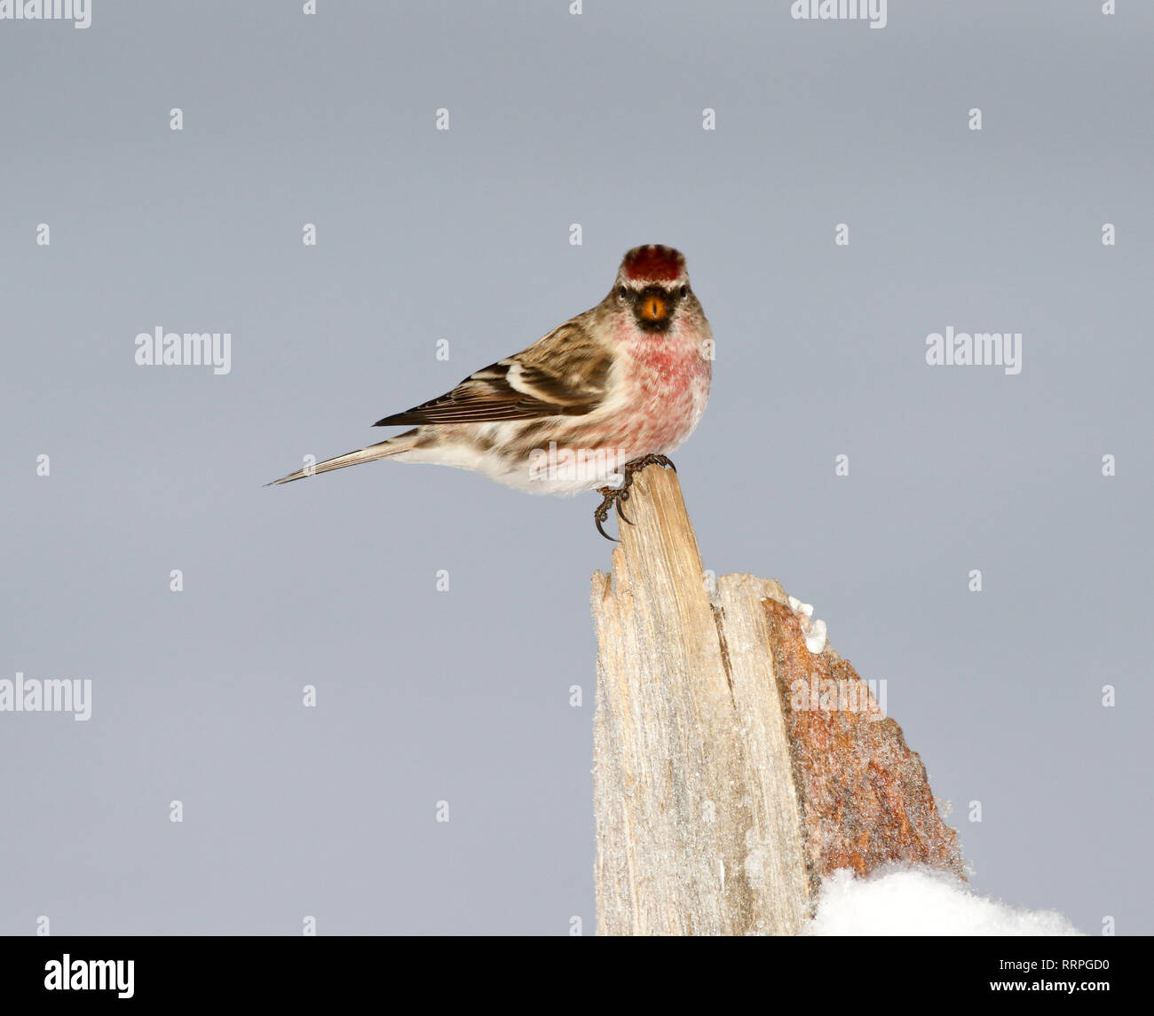 Arktis Redpoll (Acanthis hornemanni) im Winter. Der Vogel sitzt auf einem Baumstumpf mit vielen klaren Hintergrund Umgebung Stockfoto
