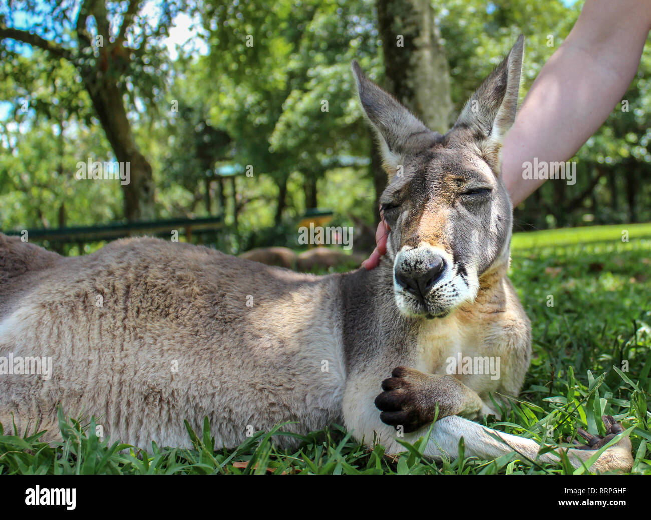 Streicheln zahme Kangaroo eingelullt zu schlafen. adventure travel Australien Stockfoto