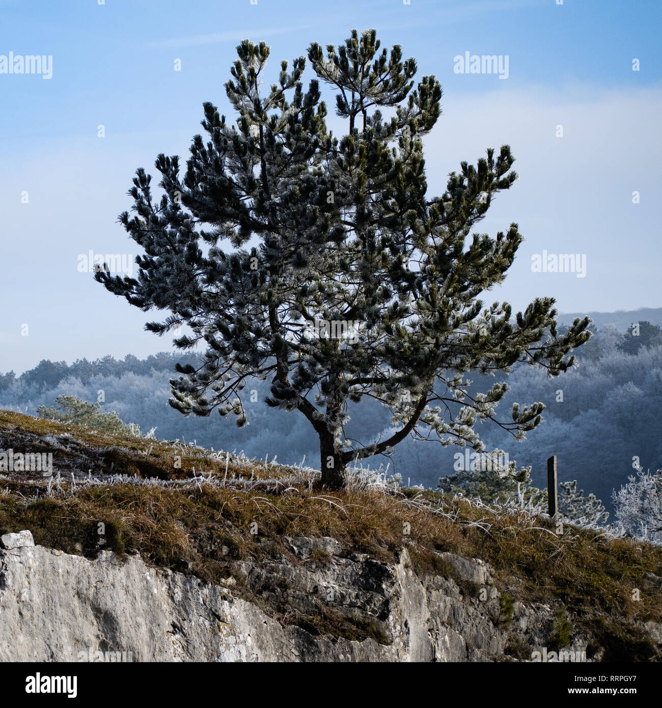 Isolierte Baum im Winter Landschaft Stockfoto