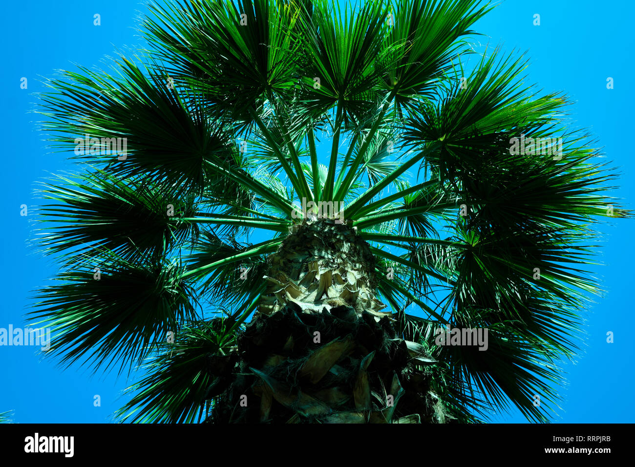 Palm Tree mit blauem Himmel von unten Stockfoto