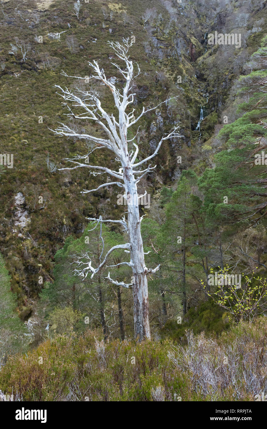 Toten Schotten Kiefern - Pinus sylvestris - Reste der alten Caledonian Kiefernwald - Beinn Eighe National Nature Reserve, Scottish Highlands, Großbritannien Stockfoto