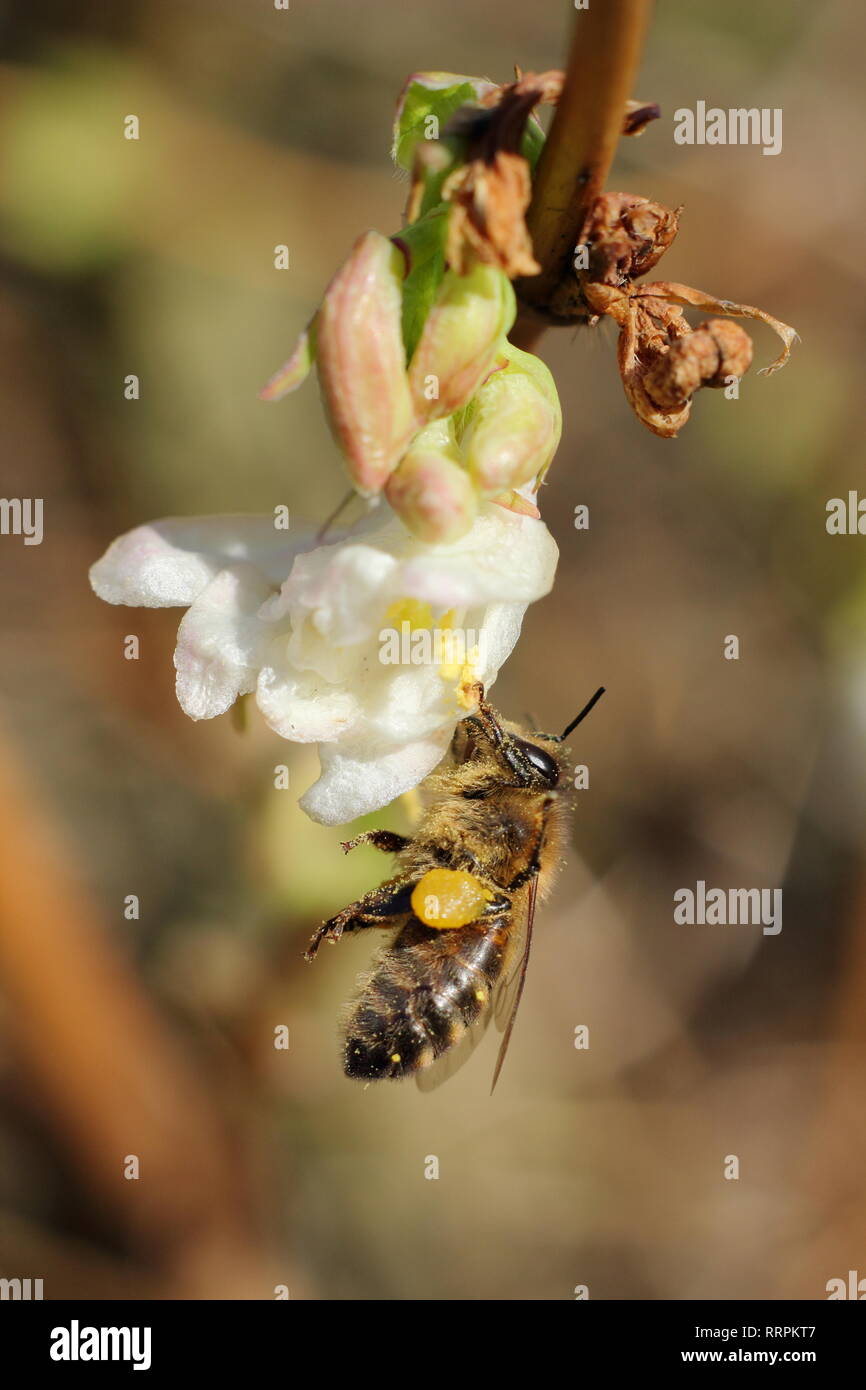 Apis mellifera auf Lonicera fragrantissima. Honig Biene auf Winter Geißblatt in einem Englischen Garten im Winter - Februar, Großbritannien Stockfoto
