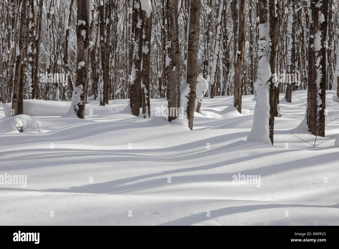 Eben Junction, Michigan - Schatten mustern auf den Schnee in die Rock River Canyon Wilderness von Hiawatha National Forest in der oberen Halbinsel von Michigan. Stockfoto