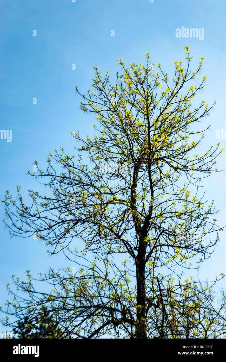 Blooming Tree Frühling gegen den klaren blauen Himmel - Start des neuen Lebens Konzept - Erwachen und Erweckung Konzept Stockfoto
