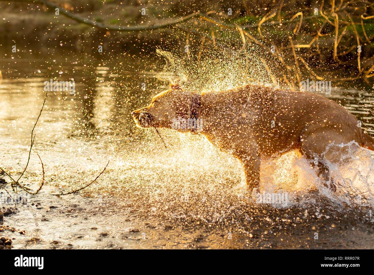 Cardiff, Wales, UK. 26. Februar 2019. Ein Hund schüttelt das Wasser nach dem Schwimmen, da das Vereinigte Königreich seine wärmsten Februar auf Aufzeichnung Erfahrungen. Credit: Mark Hawkins/Alamy leben Nachrichten Stockfoto