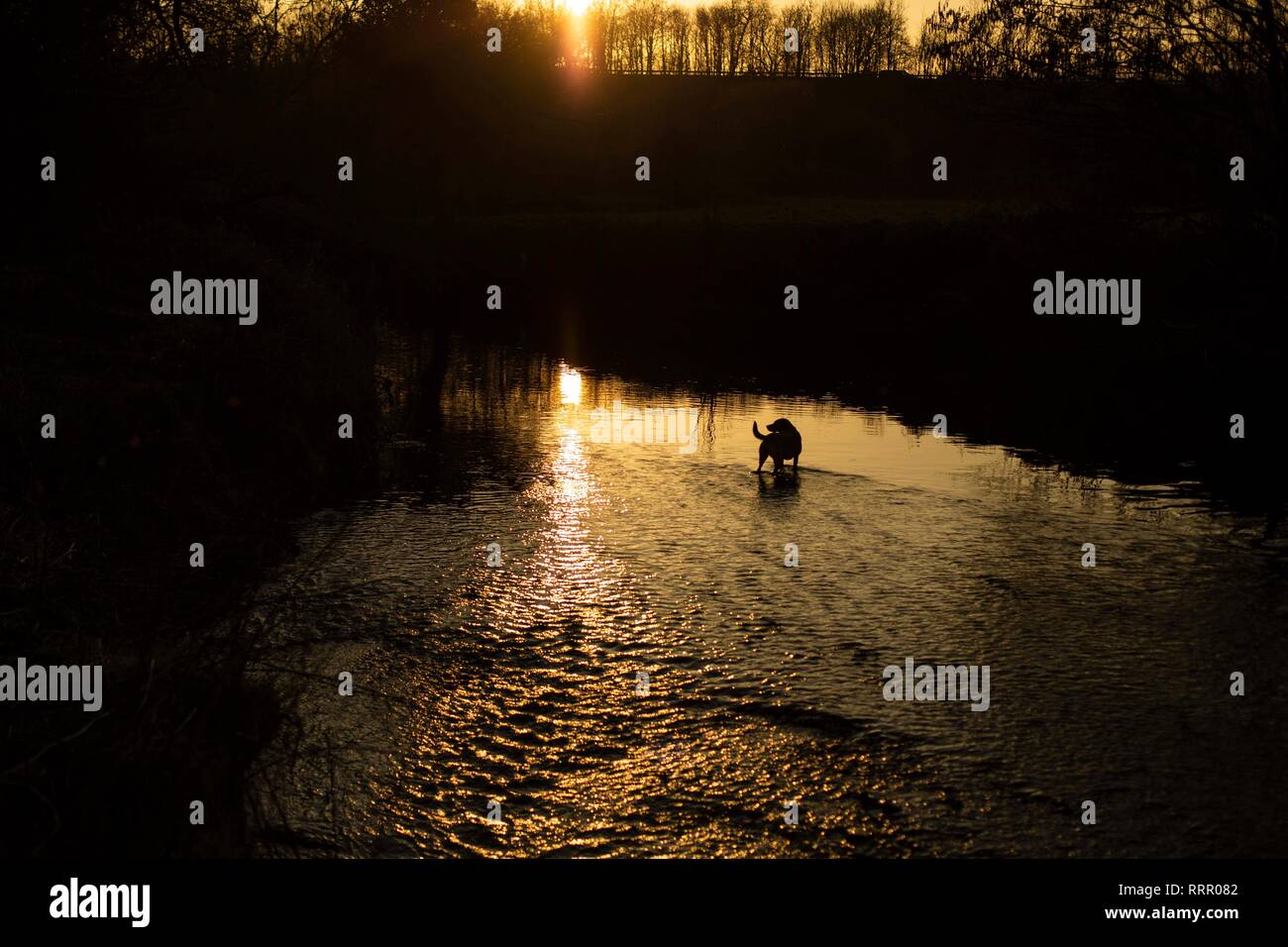 Cardiff, Wales, UK. 26. Februar 2019. Ein Hund erwartet ein geworfen Stick in einem Fluss, da das Vereinigte Königreich seine wärmsten Februar auf Aufzeichnung Erfahrungen. Credit: Mark Hawkins/Alamy leben Nachrichten Stockfoto
