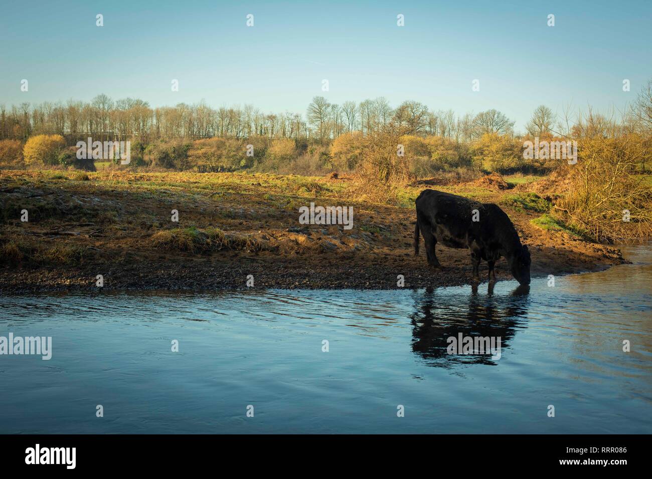 Cardiff, Wales, UK. 26. Februar 2019. Eine Kuh nimmt einen Schluck aus einem Fluss, da das Vereinigte Königreich seine wärmsten Februar auf Aufzeichnung Erfahrungen. Credit: Mark Hawkins/Alamy leben Nachrichten Stockfoto