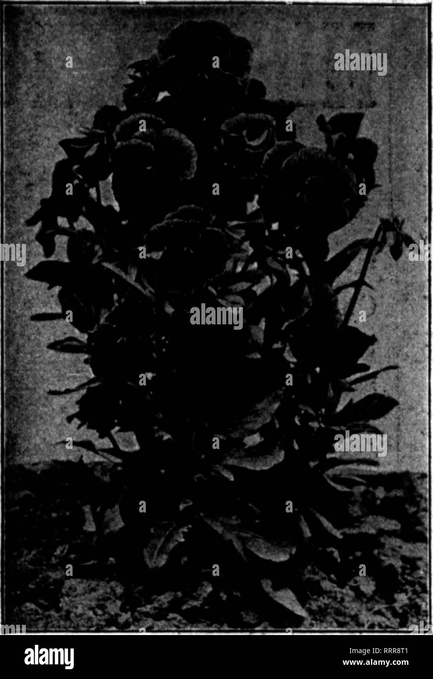 . Floristen Review [microform]. Blumenzucht. r^. 1'&gt; • • • • •? ^ AOOPST-19, &Lt;' 1915.. FBINOEBB SO TlM V "w Aufrecht Paiui 7 Tbls Btrftln ist völlig verschieden von allen anderen. Es ist kompakt, absolntAly npright VrowlnK und extrem witterungsbeständig, endarlng viele Stürme wlthont Beschädigungen an der Blume. Die Blüten sind meist gestromt und Rüschen an wie das Meisterwerk, der guten Form und mineralgefülltem Polyamid velTety terfore, auf mineralgefülltem Polyamid stammt auch die follaKe abore durchgeführt. At-tractlTe durch die Brillanz der Farben. • 00 Samen 20 o! 1000 Samen 86 o;^m. $ 1.00: % OS. 9 S. 00: 1 01. $ 7.60. M-Kenilworth zeigen - eine Zeile Belastung. S Stockfoto