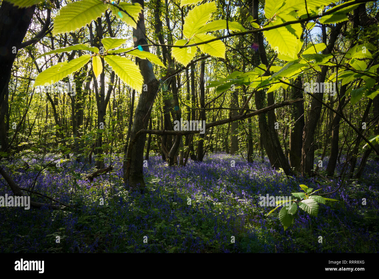 Bluebells in King's Wood in der Nähe von challock in der Kent Downs AONB Stockfoto