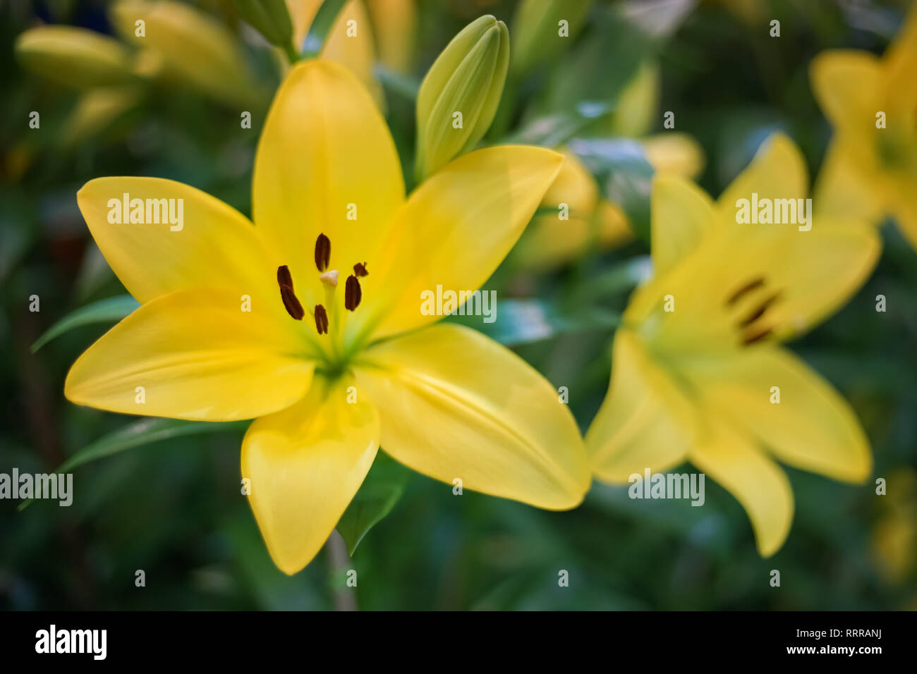 Geschlossen bis Schöne gelbe Lilie in botanischen Garten Soft Focus erschossen. Stockfoto