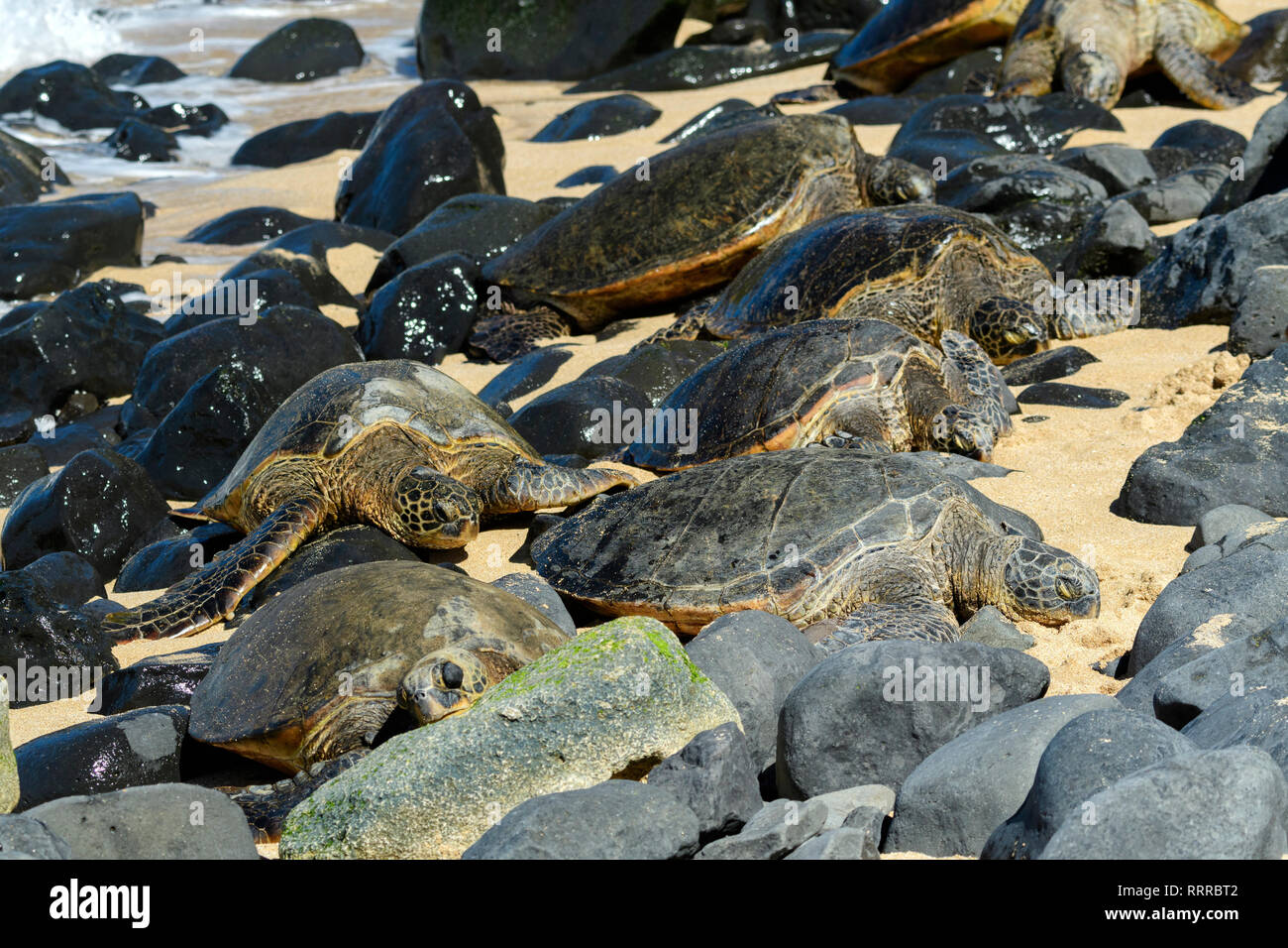 South Pacific, Island, USA, Hawaii, Hawaii, Maui, grüne Schildkröten am Strand Stockfoto