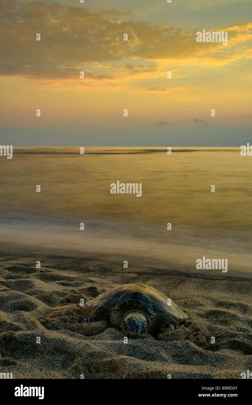 South Pacific, USA, Hawaii, Hawaii, Big Island, Green Sea Turtle am Strand bei Sonnenuntergang Stockfoto