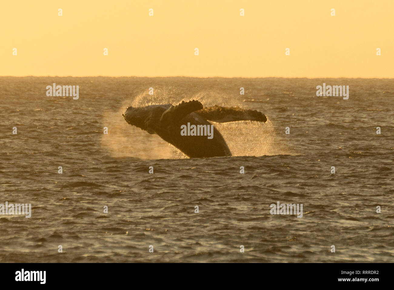 South Pacific, USA, Hawaii, Hawaii, Insel, Big Island, springenden Buckelwal Stockfoto