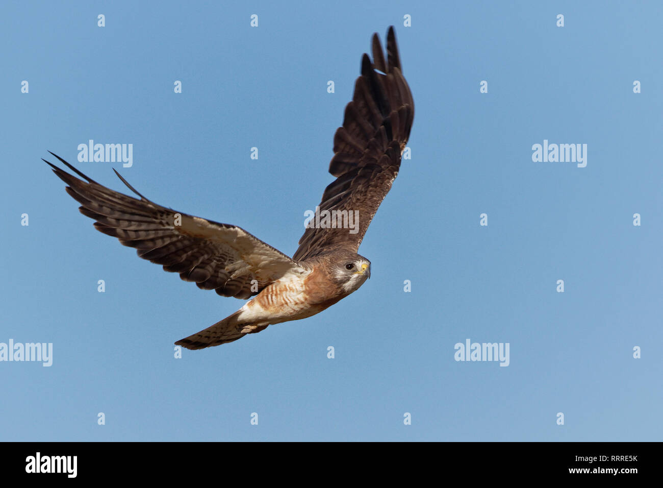Ein Swainsons Falke steigt in den blauen Himmel von Wyoming Stockfoto