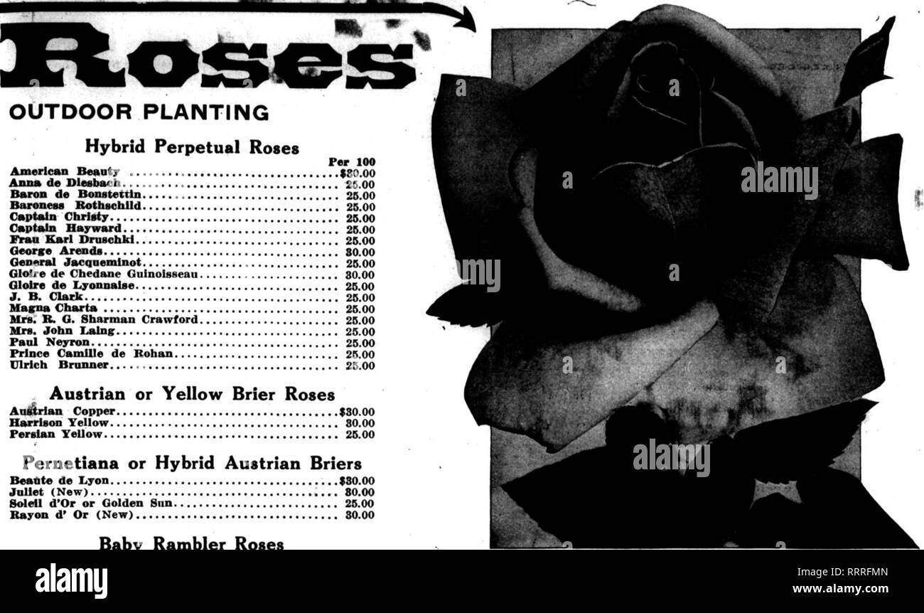 . Floristen Review [microform]. Blumenzucht. Mat 13. 1015. Die Floristen Review 73 OUTDOOR PFLANZEN Roses Pro 100 Amerikanische "Ntr werden $ 80.00 Anns de Diesbaoh 28,00 Baron de Bonatettin2S. 00 Baroness Rothschild 2 S.00 Captain Christy 25.00 Captain Hayward 26,00 Fran Karl Dmsohkl 26,00 Oeorse Arends 80.00 Allgemeine Jacqnemlnot 26,00 Ololre de Chedane Glolre de Lyonnalse Oulnolsseau 80,00 26,00 J. B. Clark 26,00 Marna Charta 25.00 Frau R.G. Sharman Crawford 25,00 Mrs John lAln^. 25,00 Paul Neyron 25,00 Prince Camllle de Rohan 25,00 Clrlch Bninner 26,00 Österreichische oder Gelb Brier Rosen Stockfoto