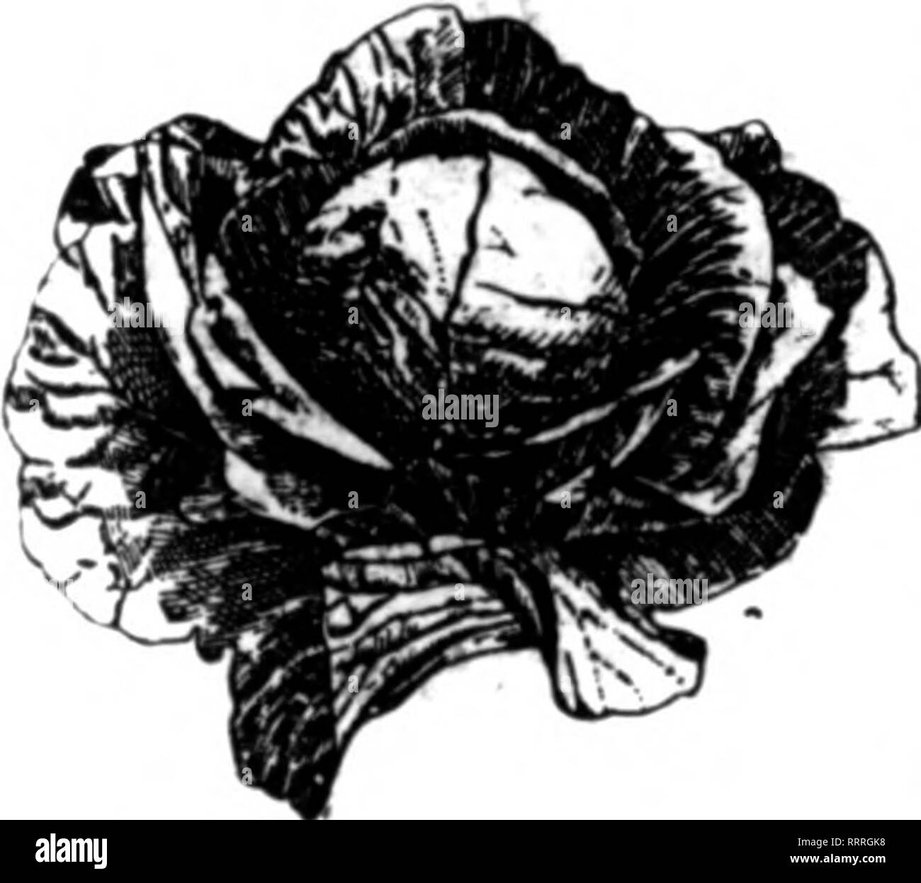 . Floristen Review [microform]. Blumenzucht. Unsere SWEBT PBAS sind alle Krone durch einen Spezialisten, und für die Qualität nicht besser um jeden Preis. 30-32 Barclay St., NEW YORK Mentloi^" Rie Bwinr wenn yo" schreiben. Dänische Samen. Kohl. Blumenkohl. Karotte. Man-gel. Schwede, Rübe, etc. Oontnct oft und Proben zur Verfügung. FMOLSBI CahtoAMrtu -" "tUt: Slk US. •.1.8. Amar. Mit Saatgut Aisociation. CHR. OLSEN. Saatgut Giiwer, - (i^i^erwähnen die B^rlew whm Yoo schreiben. Sonderangebot im begonien Kapazität l. OOO.ooo Bulba Yaarly^ yhite, Rot, Purpur. Gelb. Rose. Orange und Kupfer, Singleand Dau Stockfoto