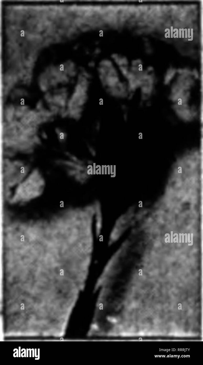 . Floristen Review [microform]. Blumenzucht. 120 Die Floristen Review Mai 7, 1914. NEW ORLEANS. Der Markt. Das Geschäft unter den Einzelhändler können als angemessen angesehen werden. Getragen von ihnen sind ziemlich beschäftigt mit Feder Hochzeiten, aber wenig Beerdigung Arbeit getan wird, die in der Regel trägt erheblich zu dis-Pose auf Lager. Die markt- und Land-scape Gärtner sind gut und die Aktie bewegt sich ständig zu dieser Zeit des Jahres. Die Nachfrage für Win-dow-Boxen ist viel weniger als in anderen Städten weiter im Norden; einmal gepflanzt, die Sie zuletzt für einige Jahre und, weiter - mehr, scheint mir dieser li Stockfoto