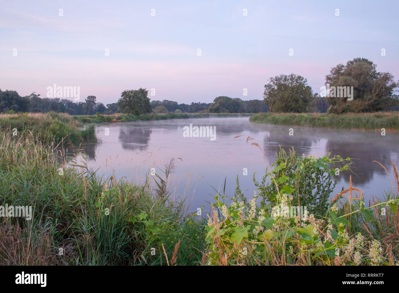 Warthe in der Nähe von rogalin, die größte Gruppe von alten Eichen in Polen früh morgens kurz vor Sonnenaufgang, Nebel auf der Warthe Stockfoto