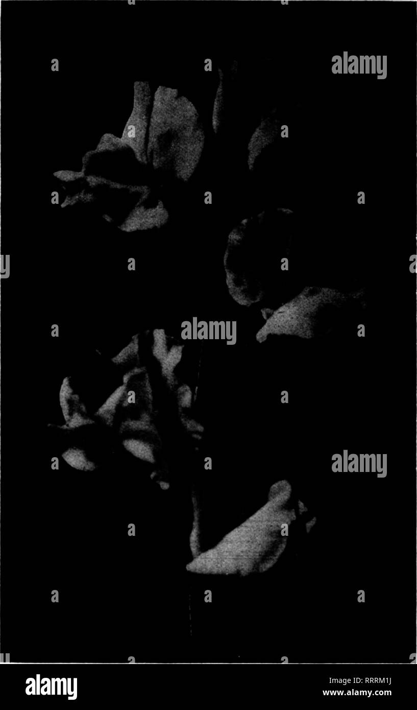 . Floristen Review [microform]. Blumenzucht. 72 Die Floristen Review OCXOBEE 1, 1914. äh und Floristen bekannt, wurde am 16. September verheiratet. Seine Braut war Miss Ber-tha C. Kreher. Die Hochzeit fand in der Braut Home, das ist eine der großen und stattlichen Residenzen dieser Stadt. Viele Blumenhändler waren anwesend. Das Haus war sehr schön mit Palmen, Farne und weißen Killarney Rosen dekoriert. Blumenstrauß der Braut, das ein Geschenk von Henry Scheuerman, war einer der künstlerisch arrangiert Trauben je in New Orleans. Es bestand aus Orchideen und das Tal. Die Mädchen der Ehre Carrie Stockfoto