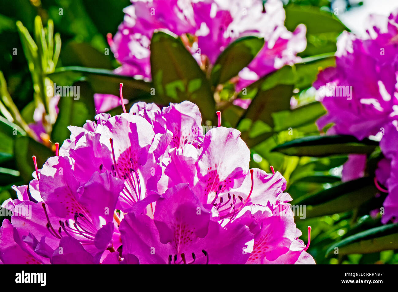 Hydrangea in voller Blüte; Hortensien in voller Blüte Stockfoto