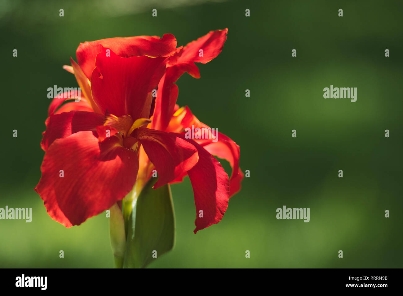 In der Nähe eines schönen roten Indischen schuss Blumen (Canna Indica) in einem Südamerikanischen Garten. Mit sanften Bewegungen unter dem Summer Breeze. Stockfoto