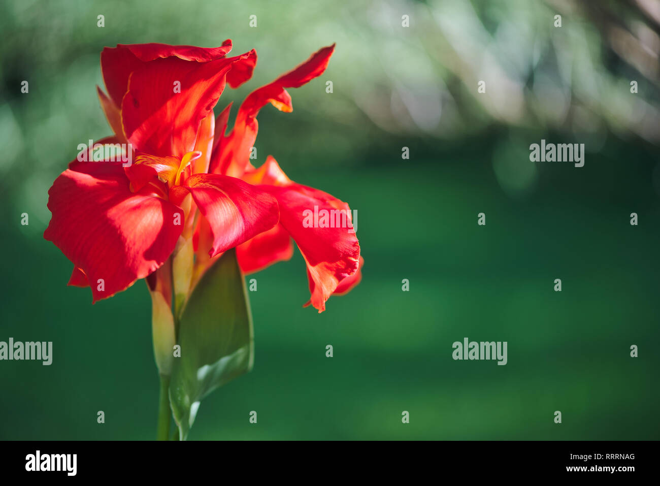 Nahaufnahme von einem hellen Rot Indian Shot Blume (Canna Indica) in einem Südamerikanischen Garten. Mit sanften Bewegungen unter dem Summer Breeze. Stockfoto