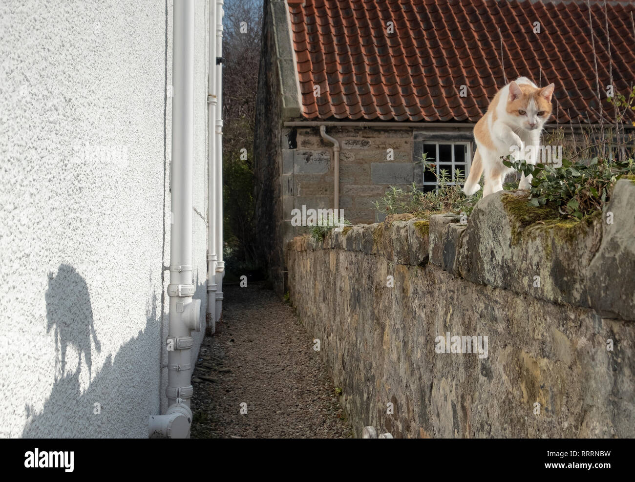 Eine Hauskatze Spaziergänge entlang der Oberseite eines Garten Wand im historischen Dorf folgende Sehenswürdigkeiten: Culross, Fife. Stockfoto