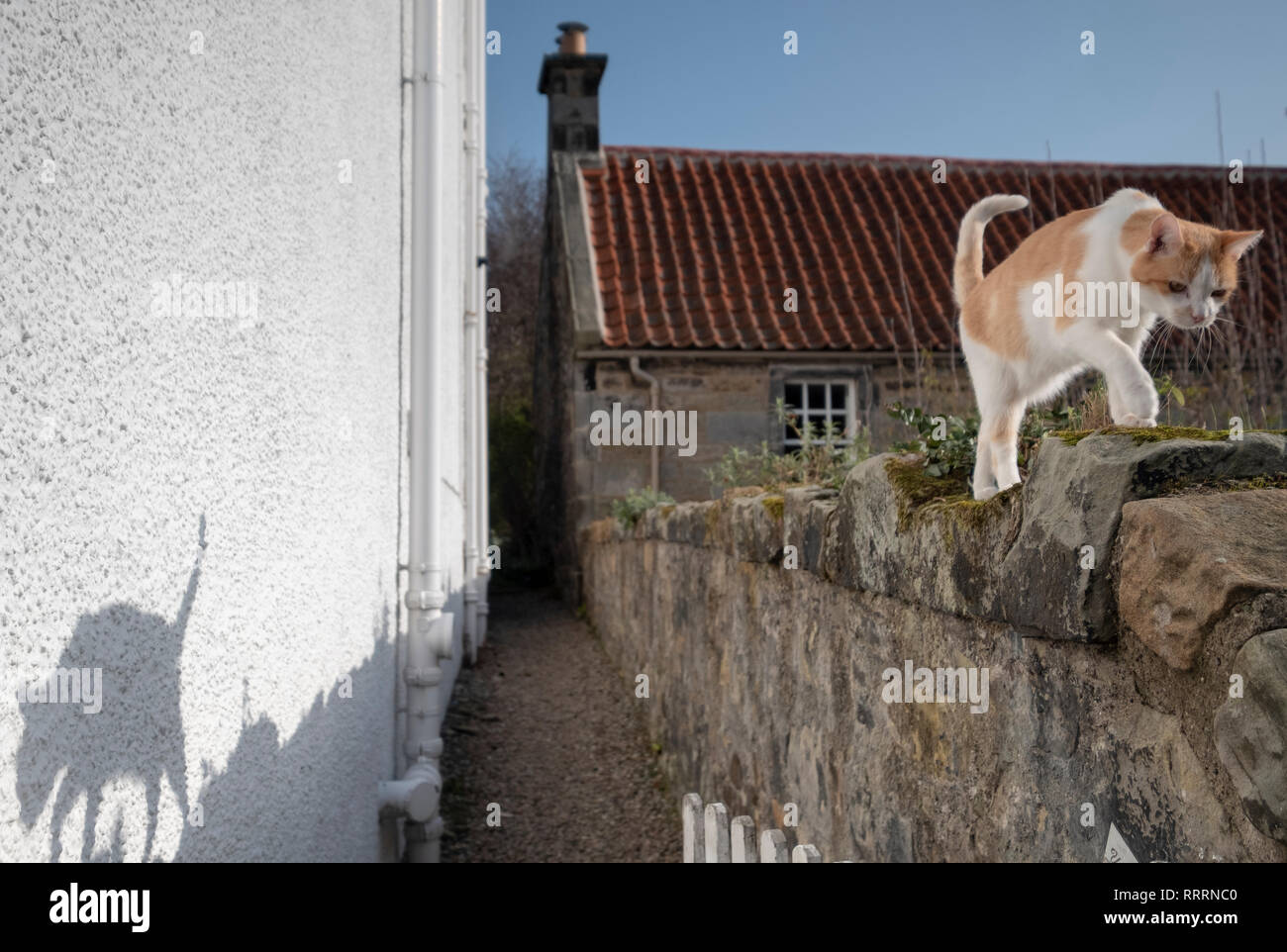 Eine Hauskatze Spaziergänge entlang der Oberseite eines Garten Wand im historischen Dorf folgende Sehenswürdigkeiten: Culross, Fife. Stockfoto