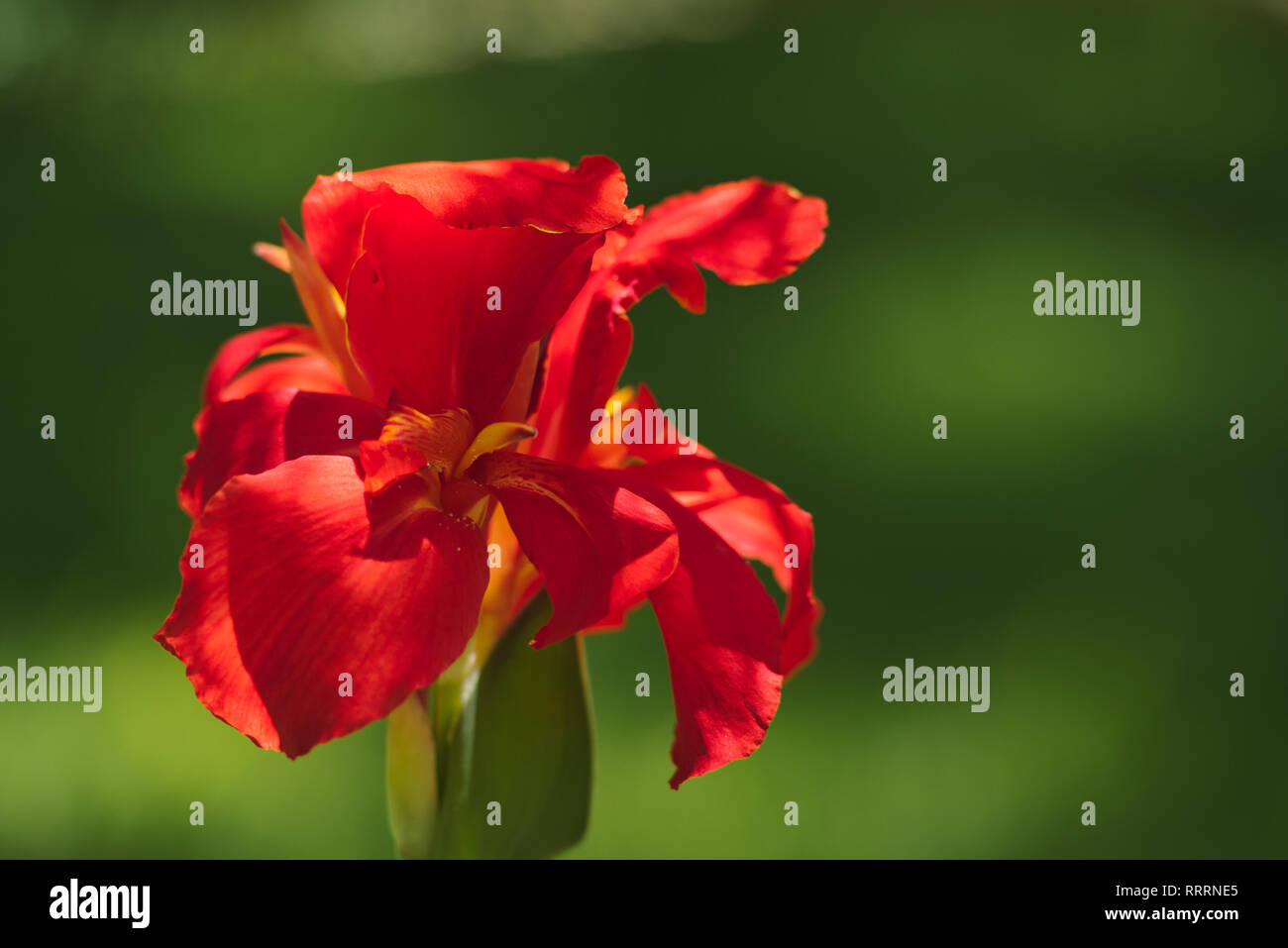 Nahaufnahme einer bunten red Indian Shot Blume (Canna Indica) in einem Südamerikanischen Garten. Mit sanften Bewegungen unter dem Summer Breeze. Stockfoto