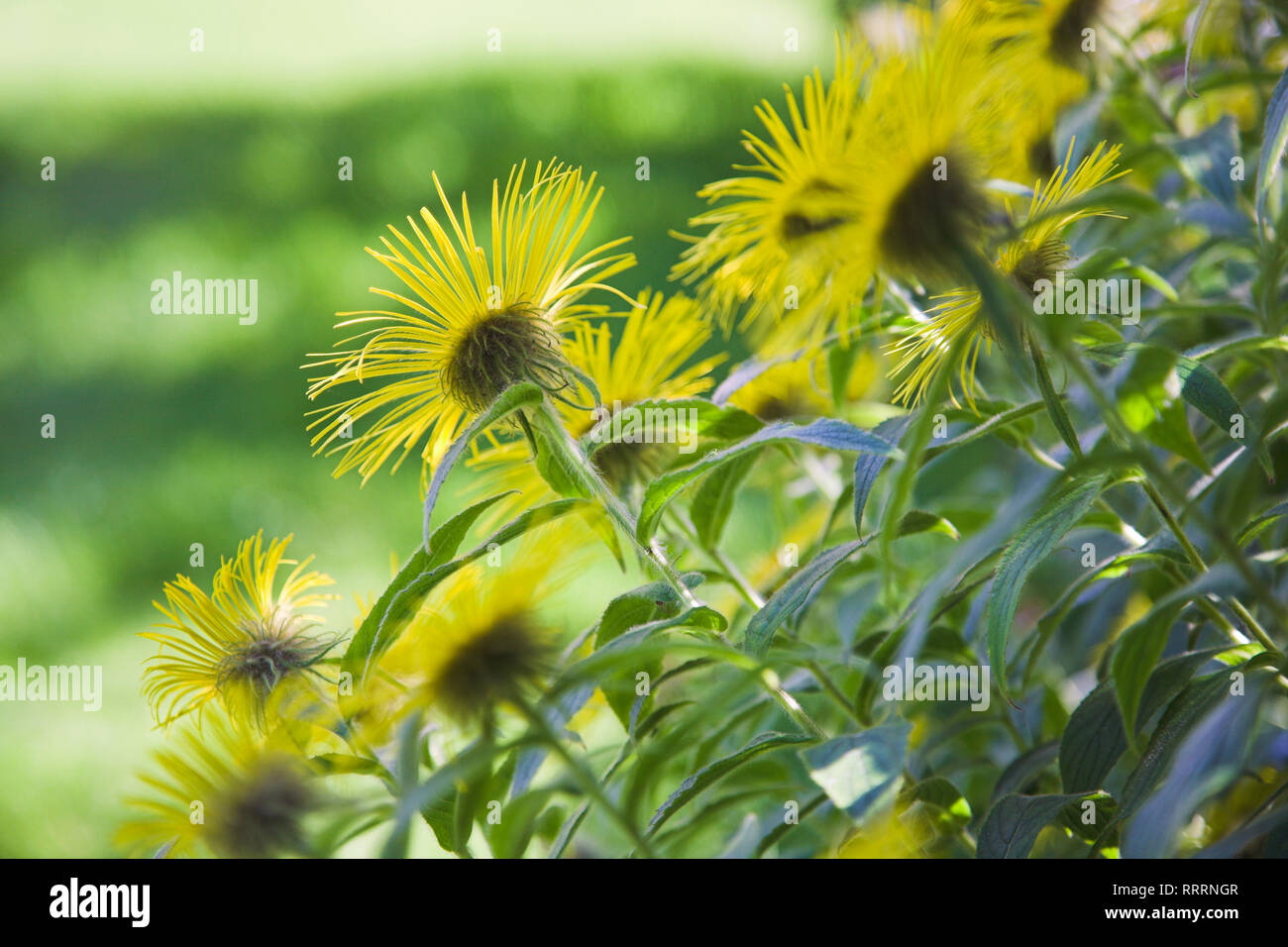 Ein Blumenbeet voller Inula Hookeri Blumen. Stockfoto