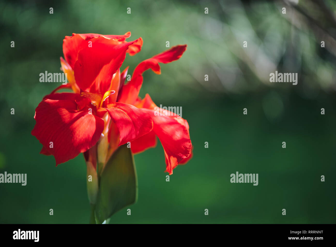 Nahaufnahme einer zarten rot Indian Shot Blume (Canna Indica) in einem Südamerikanischen Garten. Mit sanften Bewegungen unter dem Summer Breeze. Stockfoto