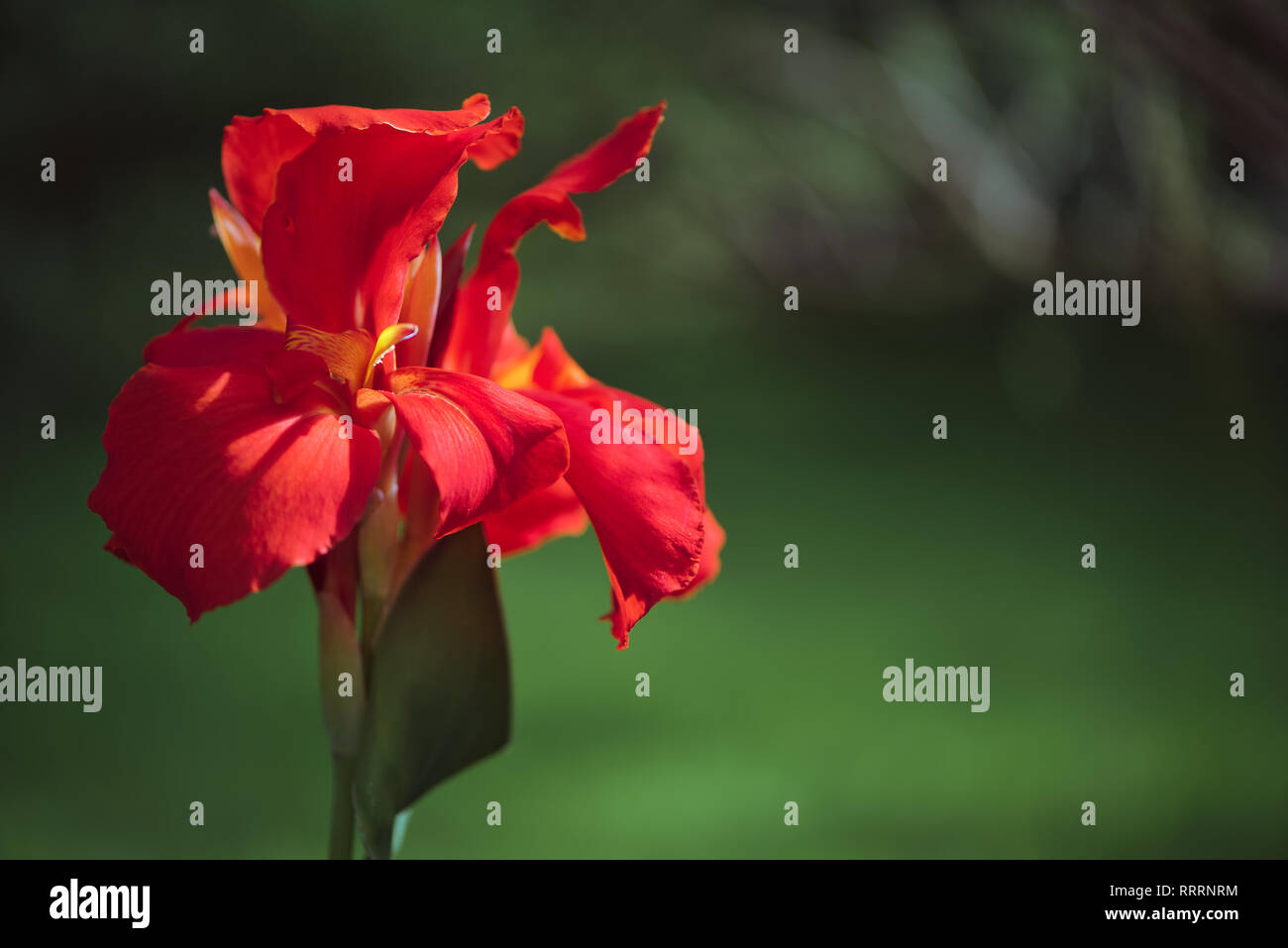 Nahaufnahme einer eleganten rot Indian Shot Blume (Canna Indica) in einem Südamerikanischen Garten. Mit sanften Bewegungen unter dem Summer Breeze. Stockfoto